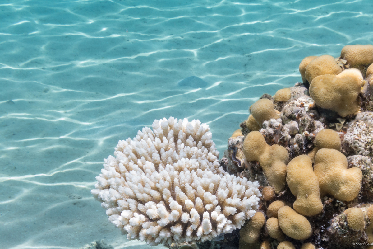 Finger corals against very clear pristine water by Dr. Sharif Galal ©